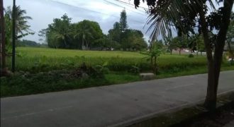 Sawah Pinggir Jalan Cor Di Ciranjang Cianjur
