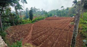 Jual Cepat Tanah Subur Akses Mobil Lokasi Bagus Di Ciwidey